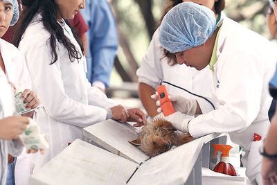 Aprueban reglamento de protección animal en Tequis