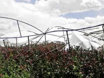 Vendaval afecta a productores de rosas 