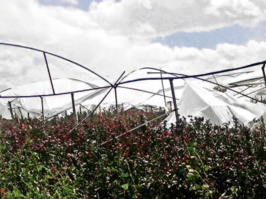Vendaval afecta a productores de rosas 