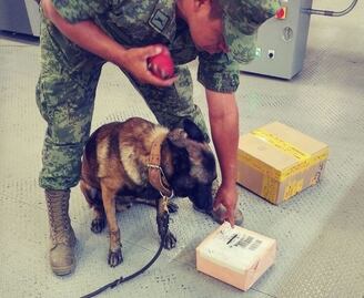 Confiscan droga y arma en el AIQ