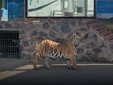 Profepa colabora con la FGE en resguardo de fauna silvestre asegurada en cateo en Santa Rosa Jáuregui