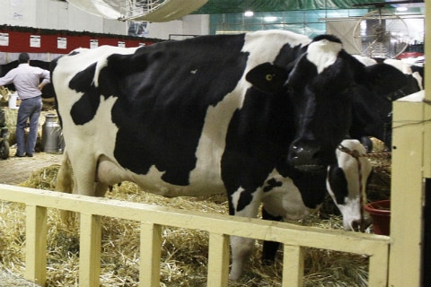 Disminuye detección de clembuterol en rastros