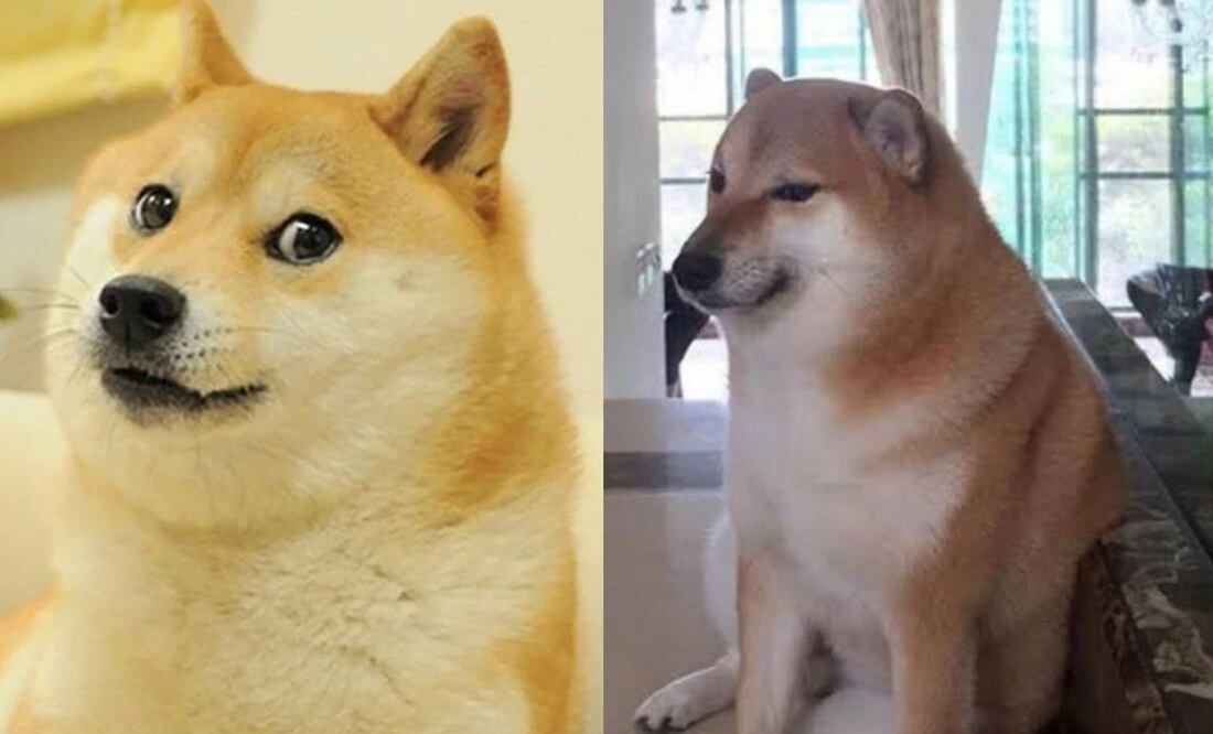 ¿Cheems o Kabosu? Los perritos de los memes virales que han estado "muy graves"