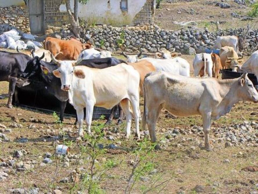 Diputado priísta  minimiza estiaje