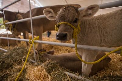Analizan pausar el proyecto para repoblar el ganado por falta de agua