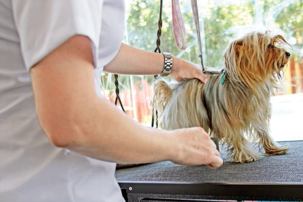 Asistencia a   mascotas seguirá todo el año 