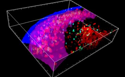 Descubren nuevo “microórgano” en el sistema inmune