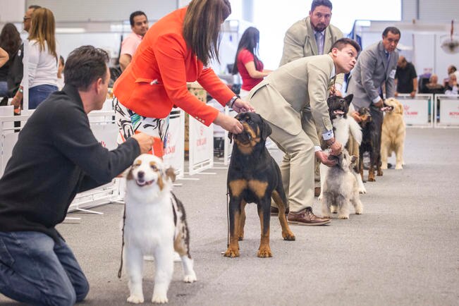 ¡Toma nota! La Expo Canina ya tiene fecha