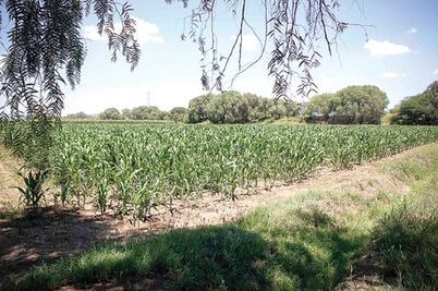 No hay condición de sequía: Sedea 