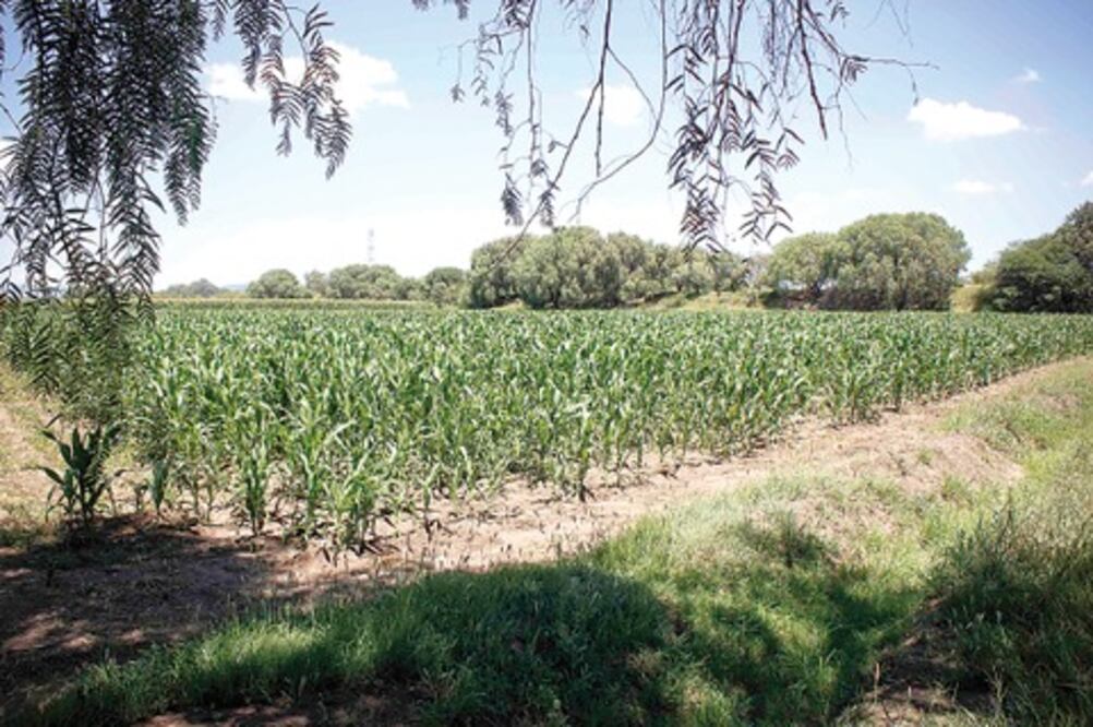 No hay condición de sequía: Sedea 