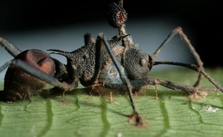 Hongo “parásito” convierte a hormigas en zombis hambrientos