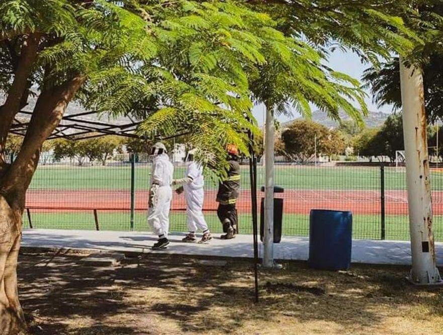 Cincuenta personas fueron atacadas por abejas en el Parque Bicentenario. Foto: Especial