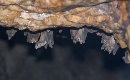 Síntomas del virus de Marburgo, su relación con el Ébola y los murciélagos