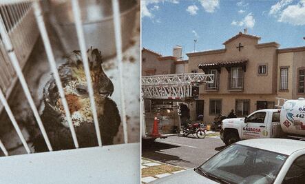 Flamazo deja mascotas y personas heridas en Querétaro 