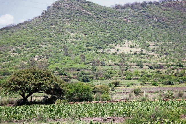 Bosques, en peligro de desaparecer 