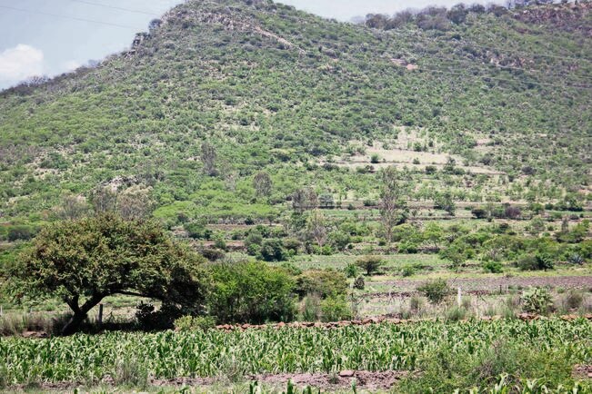 Bosques, en peligro de desaparecer