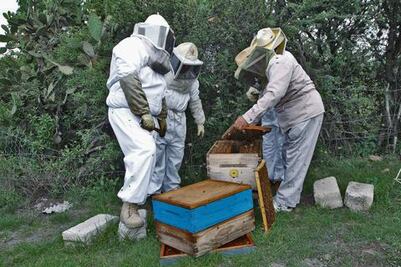 Reportan 42% de colmenas marcadas