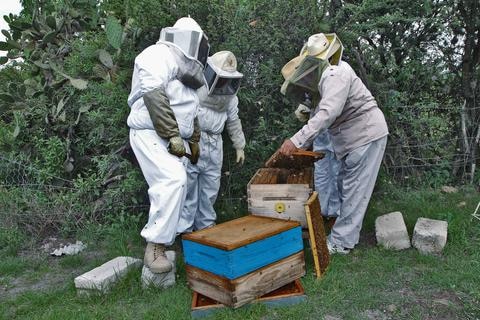 Reportan 42% de colmenas marcadas