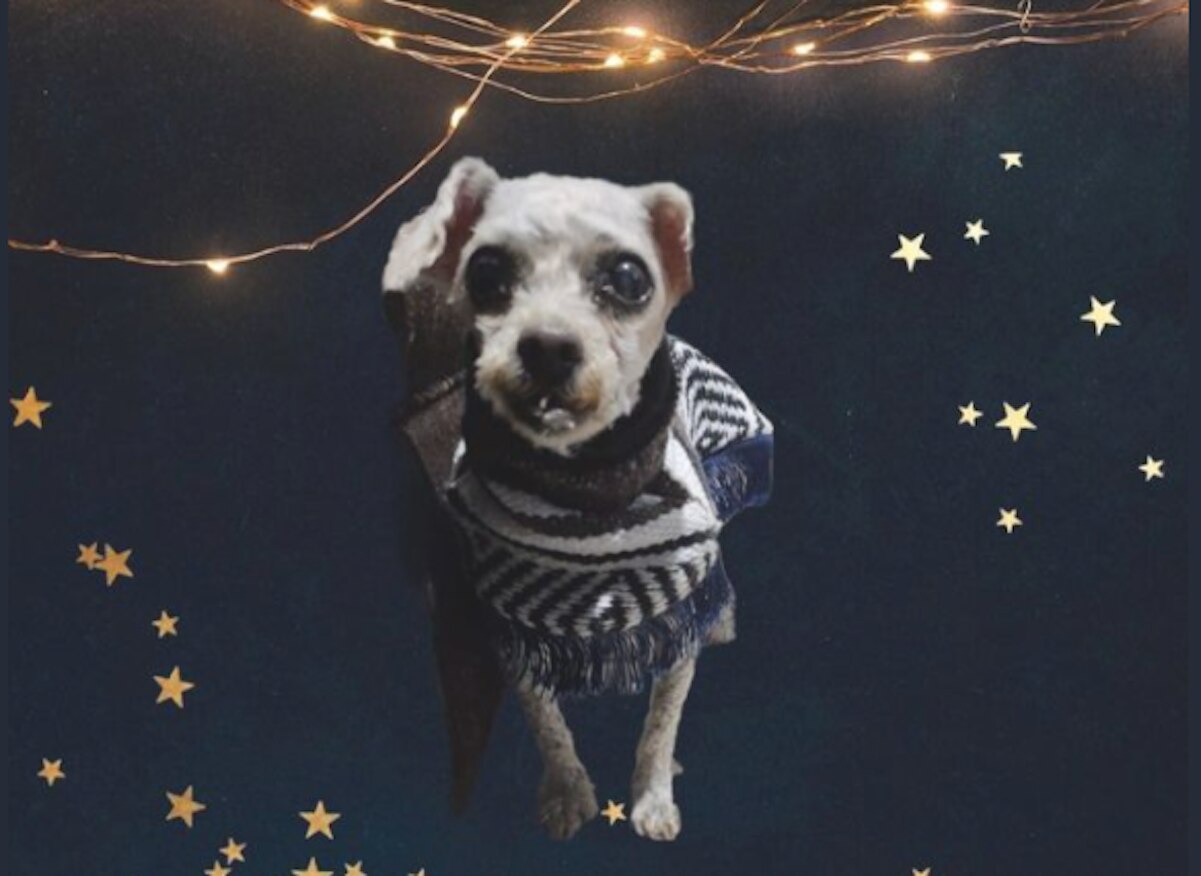 Abandonan a Dolly en una pensión de Querétaro; busca nueva familia