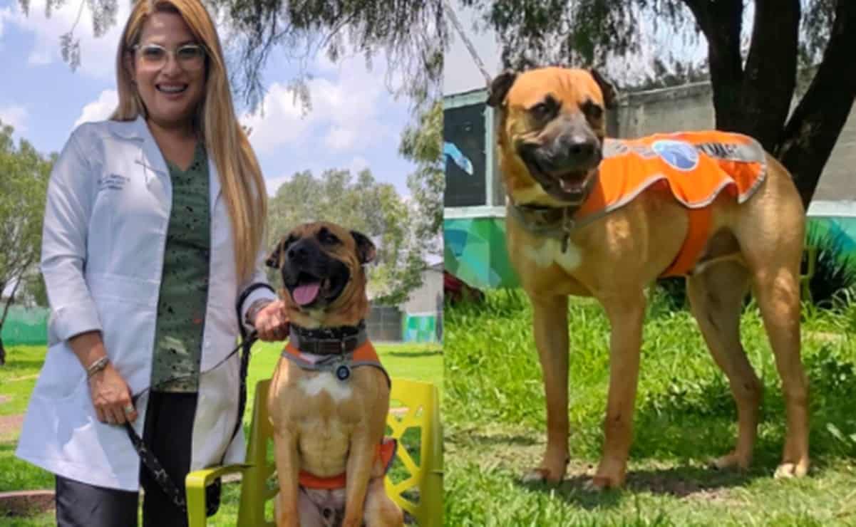 Elmar, el perro rescatado del Metro CDMX que ahora ayuda a niños con necesidades especiales