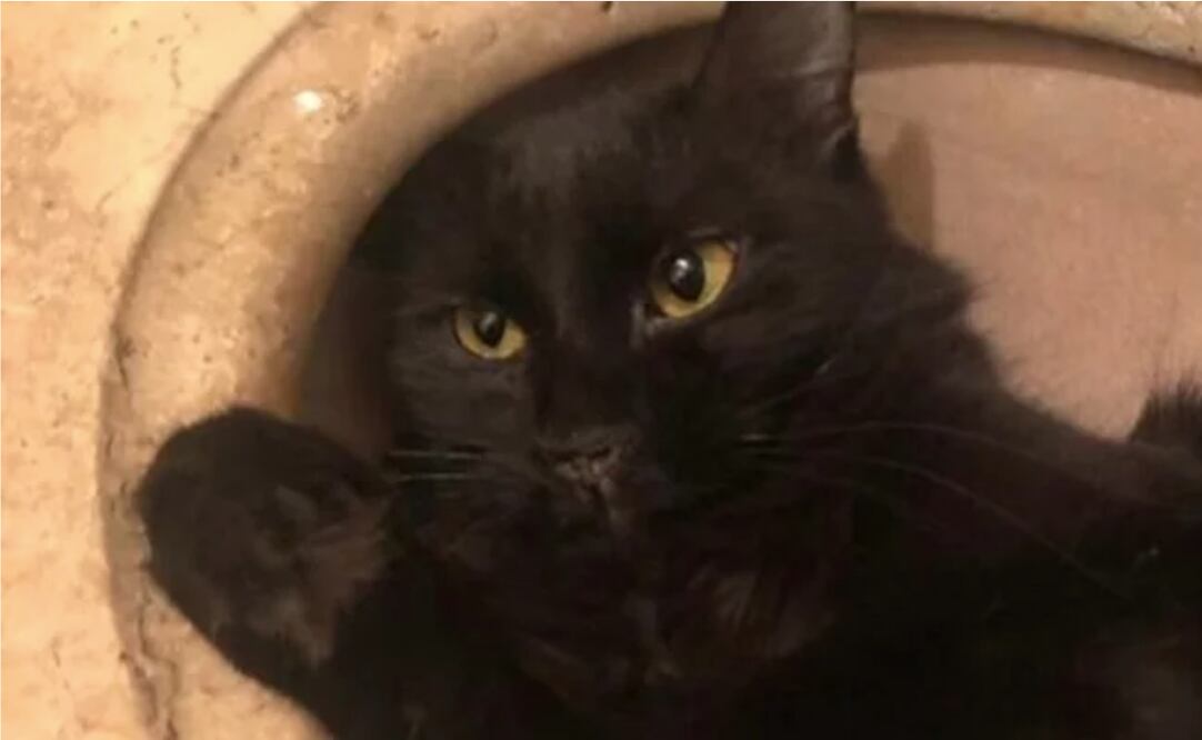 Paciente con coronavirus contagió a su gato en Bélgica