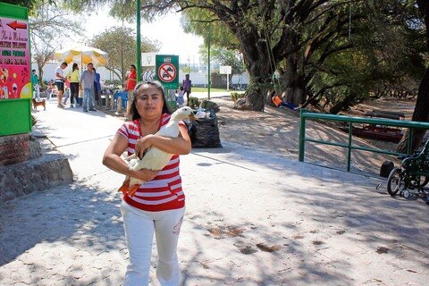 Éxito, la adopción de patos