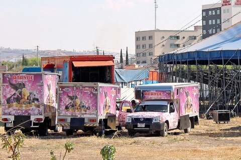 Niegan que ley sobre uso de animales en circos esté mal