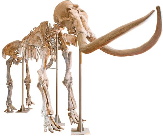 “Ancestros de piedra”