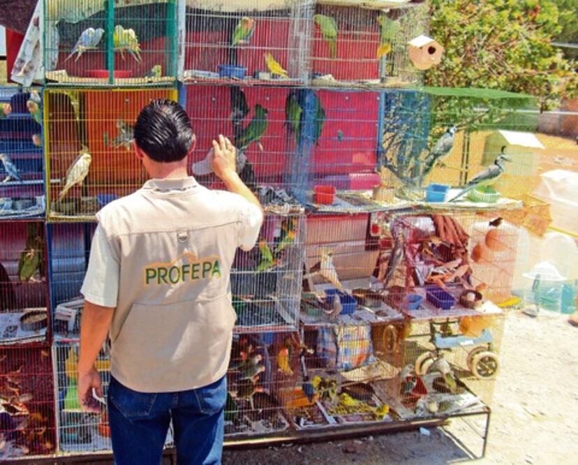 Realiza Profepa 230 inspecciones en 2012