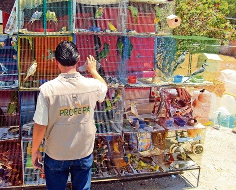 Realiza Profepa 230 inspecciones en 2012