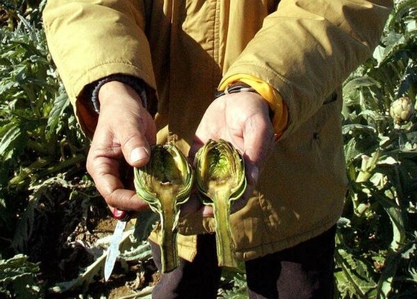 En riesgo de perder cultivos en SJR