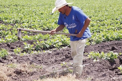 Presupuesto histórico para  campo: Sedea