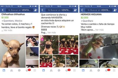 Infringen la ley grupos de venta de perros en FB