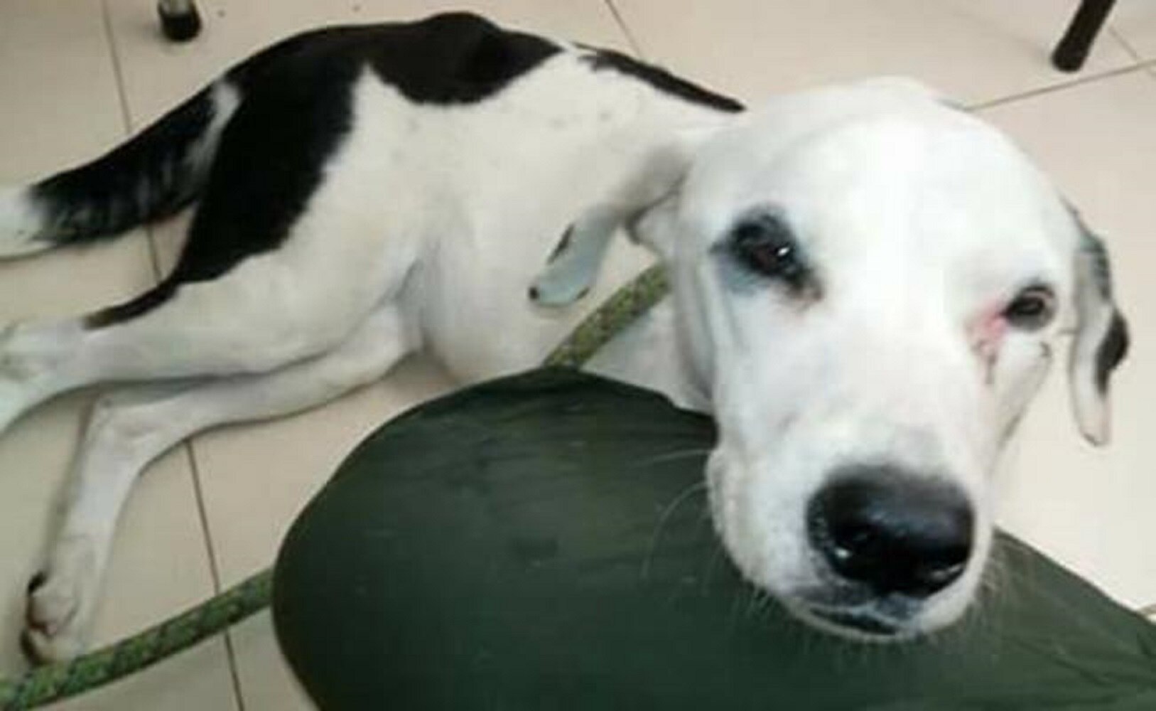 Perrita murió esperando a sus dueños