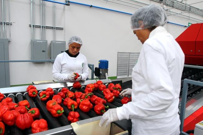 Crecen empresas de los Países Bajos