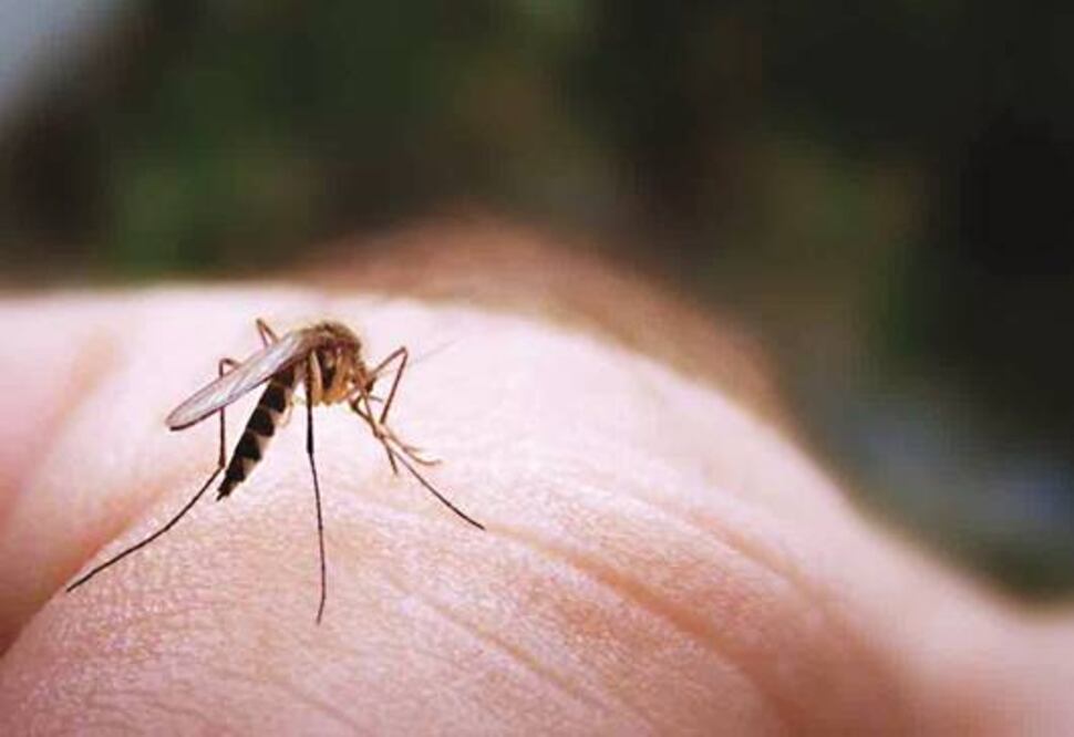 Siguen brigadas para controlar dengue
