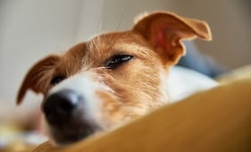 Opinión. ¿Con quién se queda el perro?