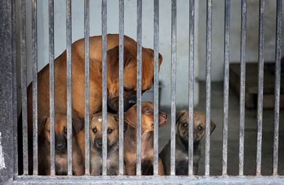 Sacrifican mil 500 animales en la UCAM, en tres meses