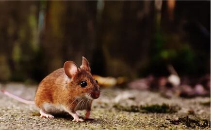 Muerte por hantavirus en China causa alarma