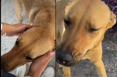 Pepa, la perrita que vive feliz en un panteón de Querétaro 