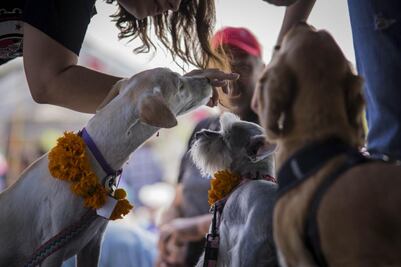 Celebran el primer Festival del Perro