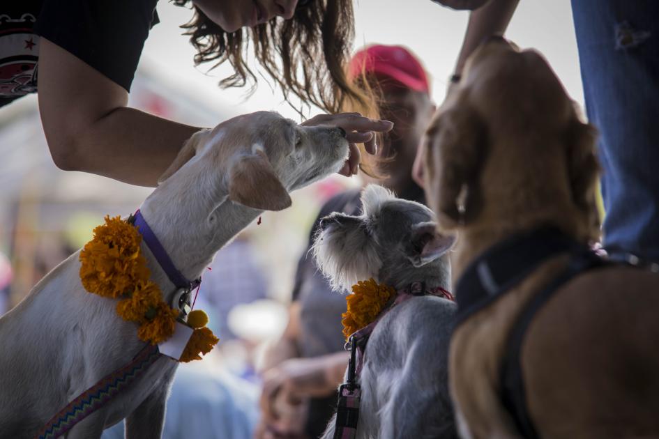 Celebran el primer Festival del Perro