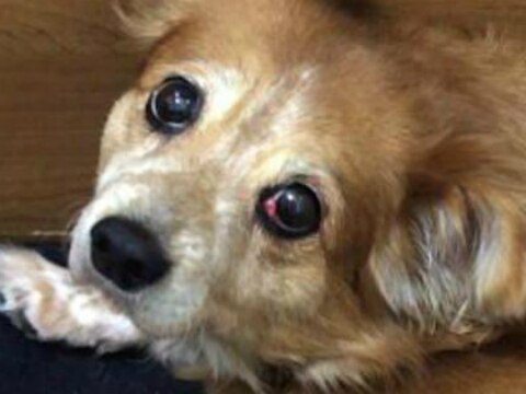 Tipificar como delito grave maltrato animal