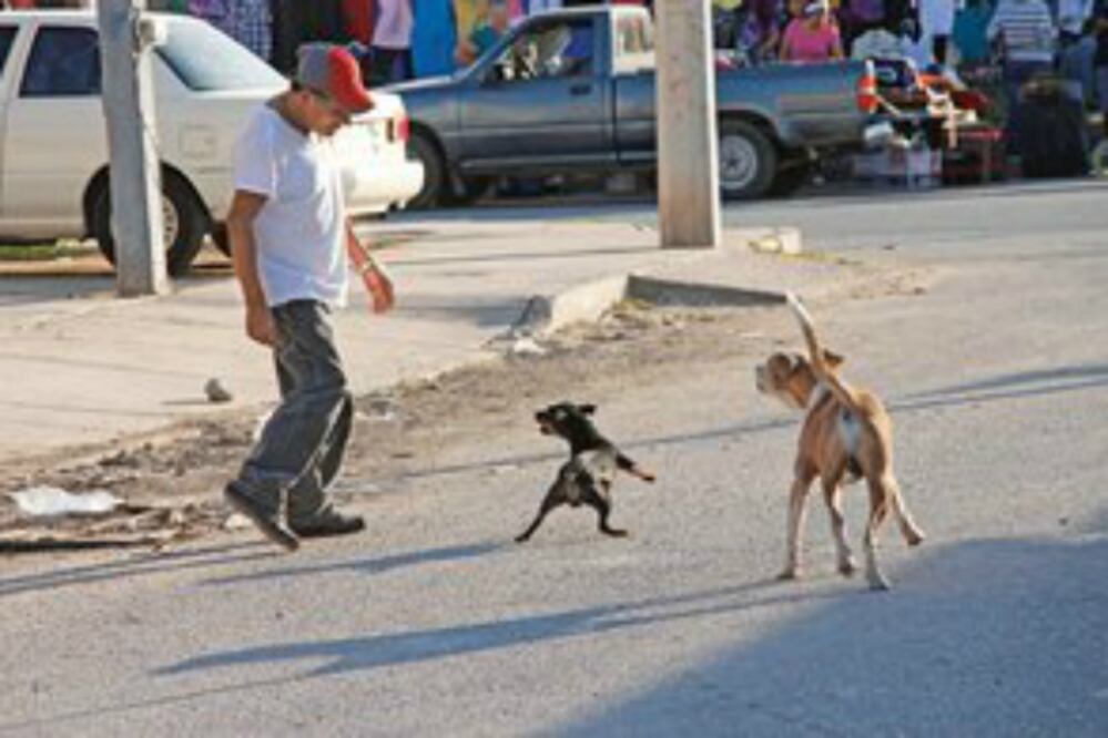 Urge campaña contra perros callejeros
