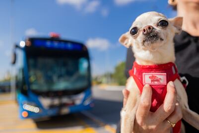 Solo algunas quejas por el Qrobús pet friendly