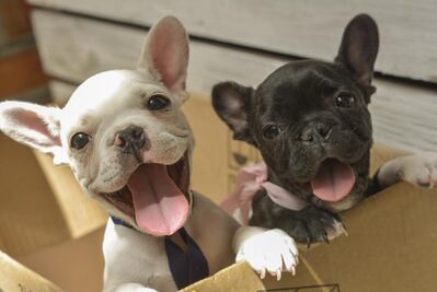 Perros se lanzan de shopping