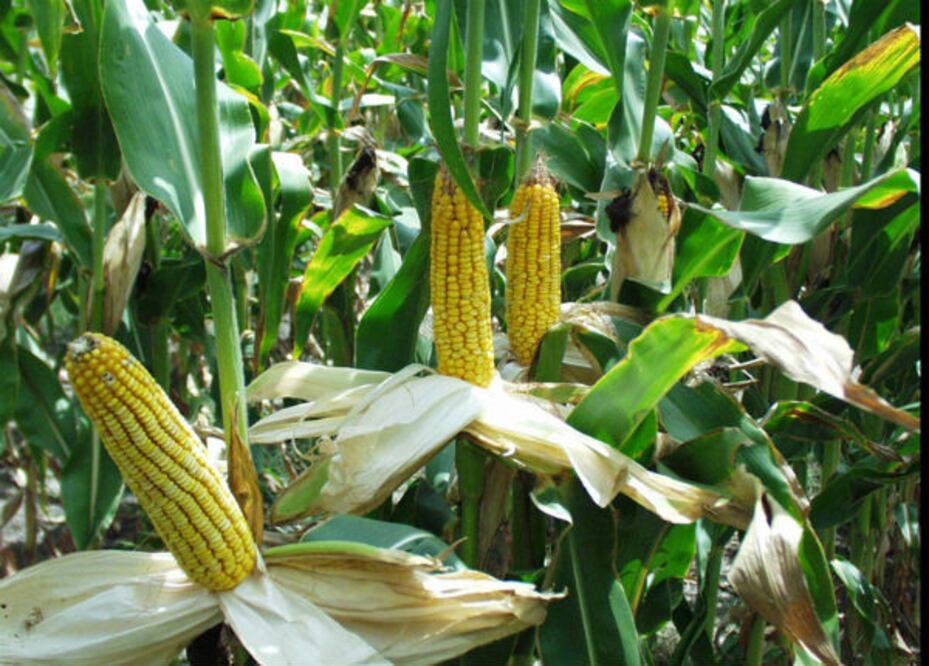 Destinan al campo queretano casi 842 mdp