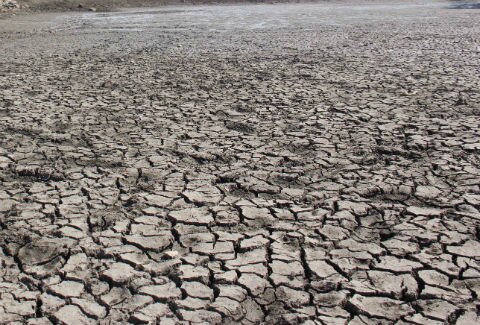 Sequía azota campo de Tolimán