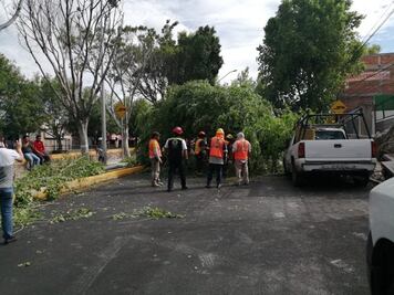 Cierran Avenida Universidad por la caída de un árbol