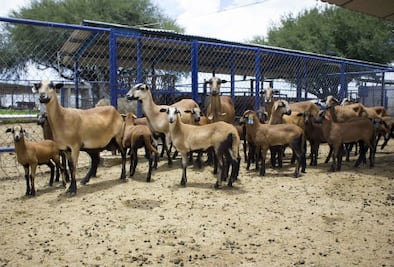 Alertan de pérdidas por sequía 